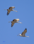 Sandhill Cranes 1427